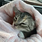Mable the Meatball Morgan - @mablethemeatballmorgan - Instagram