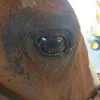 Mae morris - @blaze72022 - TikTok