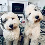 Mabel Murphy and Gus 🇨🇦 - @mabel_murphy_and_gus - Instagram
