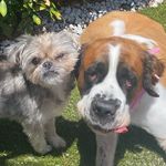 Mable and Murphy Sullivan - @mableandmurphy - Instagram