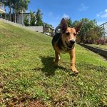 Mable Syrup Murphy - @mablesyrupmurphy - Instagram