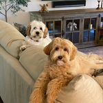 @murphy.mable.doodle - Instagram