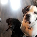 Murphy And Mable - @murphy_and_mable - Instagram