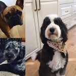 Murphy and Mable - @murphyandmablearmstrong - Instagram