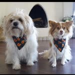 Linkyn & Mable Murray🐶🐾 - @mabel_and_linky - Instagram