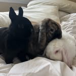 Mabel & Murray & Margot - @murraymabelandmargot - Instagram