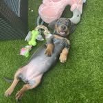Mabel Murray - @mabel.dachshund1 - Instagram