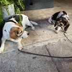 Murray and Mable Beagles - @murray_and_mable - Instagram