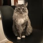 Mabel O’Brien - @mabel_themainecooncat - Instagram