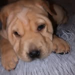 @mable_sharpei_kennels - Instagram