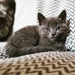 Mable Weigham-Sharp - @missmablegrey - Instagram