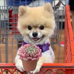 Olly, Freddie, Mable, & Small Plants 🇺🇸🇭🇰 - @mable.succs - Instagram