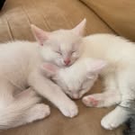 @mablespencercutekittens - Instagram