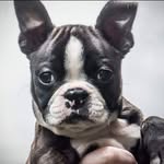 Mabel Tyler - @mabel_the_boston_terrier - Instagram