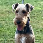 Mabel - Therapy dog at Warren Primary School - @mabel.therapydog.wps - Instagram