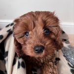 Mabel Watson - @scottishmabel - Instagram