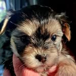 Mable - @yorkienamedmable - Instagram