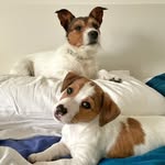 Bacon The Dog 😉🐶 - @macbacon_thedogs - Instagram