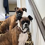 Brody and Tyson Mac - @brodyandtyson_the_brindlemacs - Instagram
