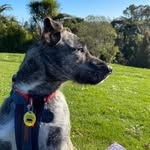 Mac - @macthebrindlebeardie - Instagram