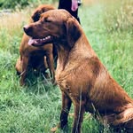 Macbruce labradors - @macbruce_labradors - Instagram