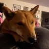 Jerk Shiba - @macbuff2 - TikTok