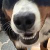 blowupMacCamandPosie - @maccamposiebackup - TikTok
