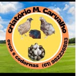 Maurício Carvalho - @mac.carvalho2025 - Instagram