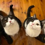 Macadamia & Cashew (Scottish Shorthair) - @mac.n.cash - Instagram
