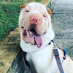 Macca Jr. 🦴 - @macca.sharpei - Instagram
