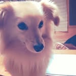 Macchang - @matsucha - Instagram