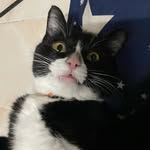 Maccole is my name 🐈 - @macc.ole - Instagram