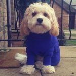 mac cooper - @maccooperdawg - Instagram
