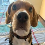 Mac Cooper - @cooperthebeagle73 - Instagram