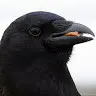 CrowmacGaming - @crowmac004 - TikTok