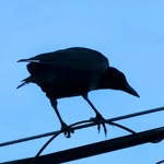MACCROW - @maccr_ow - Instagram