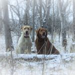 Drake & Mac - @drake_and_mac - Instagram
