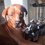 Mac & Drake - @macanddrake - Instagram