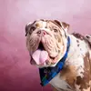 Big Mac🍔🐶 - @bigmactheenglishbulldog - TikTok