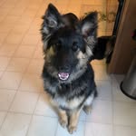 Mac English - @mac_the_shepherd_2019 - Instagram
