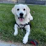 MAC/ ENGLISH CREAM GOLDEN - @englishgoldenmac - Instagram