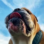Mac - @mac_english_bully - Instagram