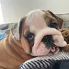 Mac the English Bulldog 🐾 - @mac.the.english.bulldog - TikTok
