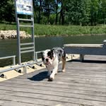 @macenglishbulldog - Instagram