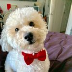 Teddy “MAC” Evans - @teddy_bich_poo_mix - Instagram
