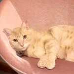 Mac Fitzgerald Manilow - @fitzgeraldmanilow - Instagram