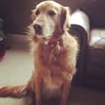 Mac Forsyth - @macthegoldenn - Instagram