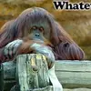 Mack Frazier - @mack.frazier - TikTok