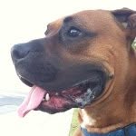 Mac Gonzalez - @macadocious_theboxer - Instagram