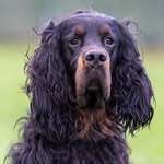 Mac - @mac.gordonsetter - Instagram
